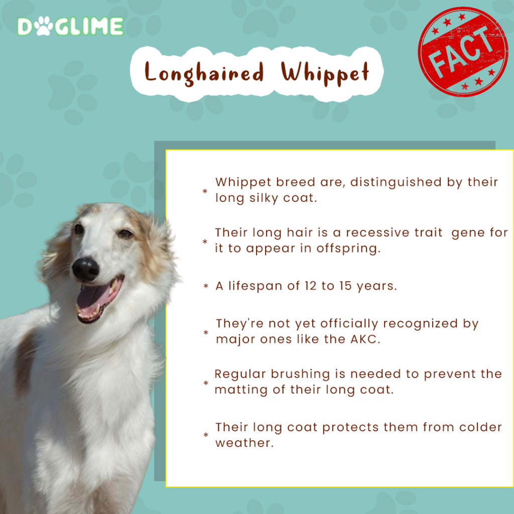Longhaired Whippet facts
