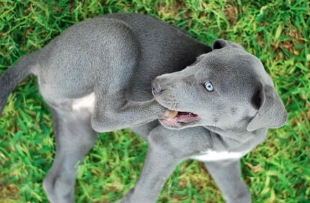 can a aidi and a blue lacy be friends