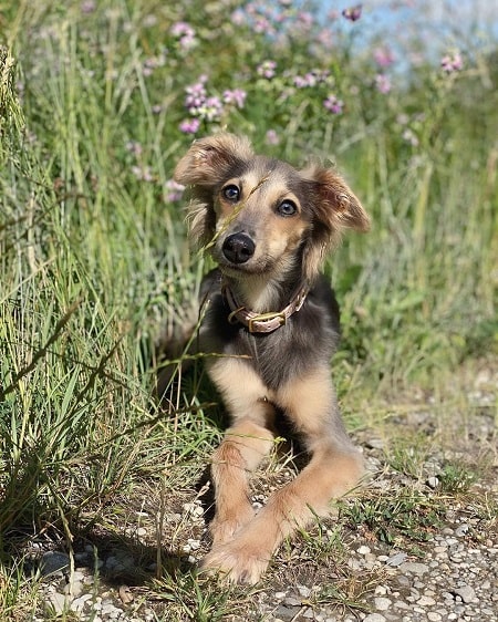 Long haired store whippet