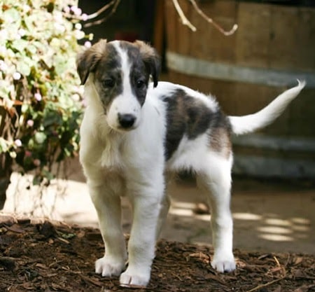 what does a 2 month old silken windhound puppy like to eat
