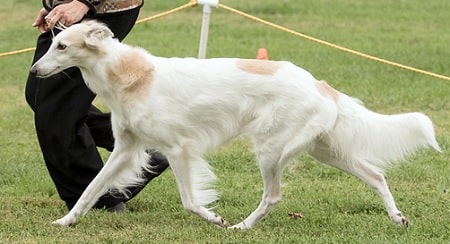 what does a 2 month old silken windhound puppy like to eat