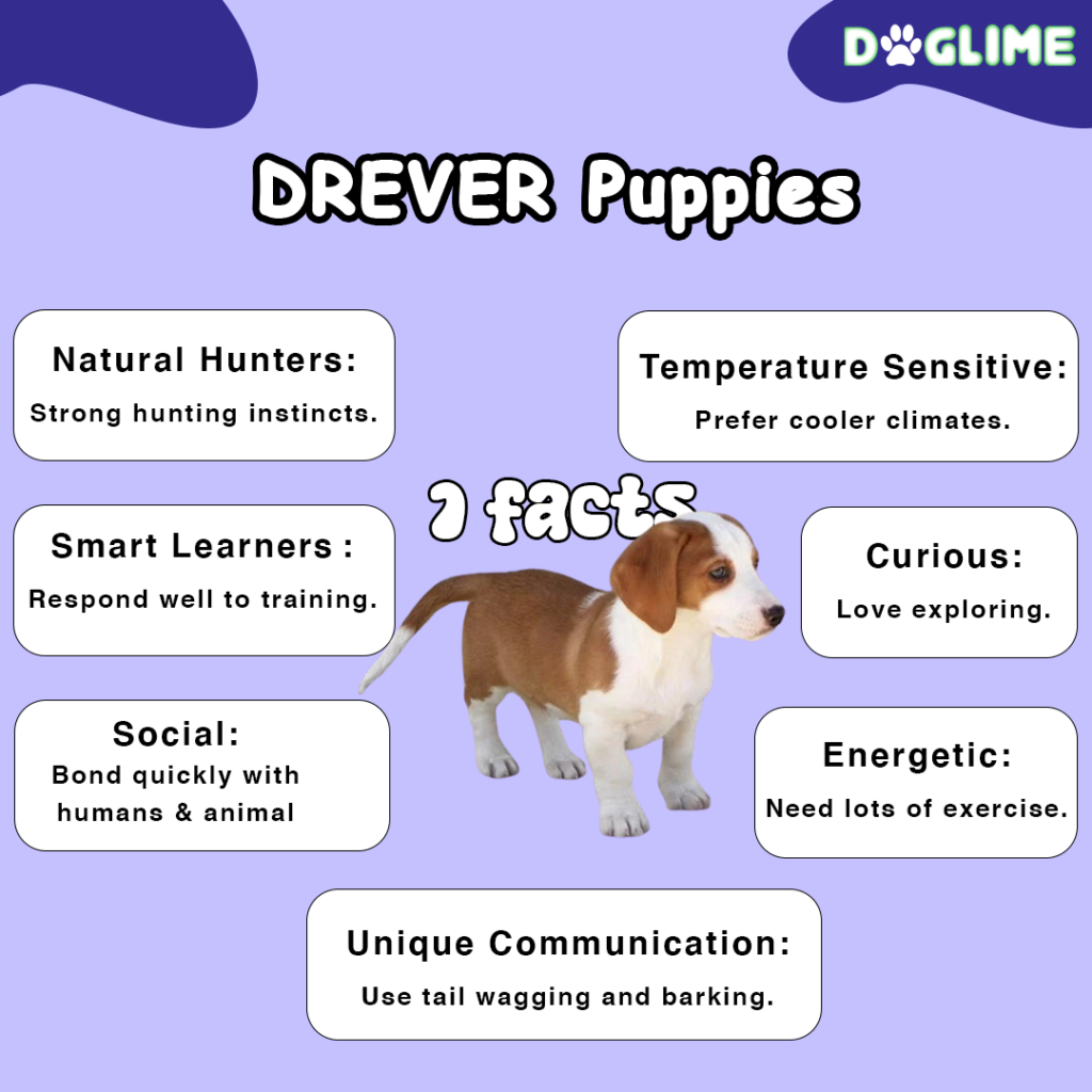 Drever puppies facts