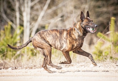 Dutch Shepherd running on the field