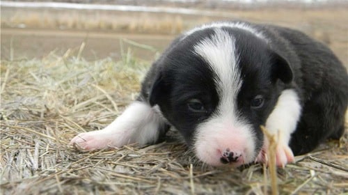 McNab Shepherd puppy playing