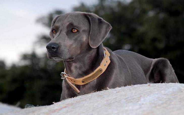 The Blue Lacy Dog breeds Information