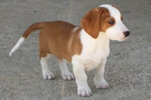 Drever puppies growth and development.