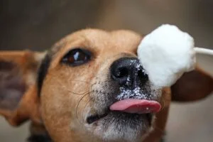 Dog eating sour cream benefits and effects.
