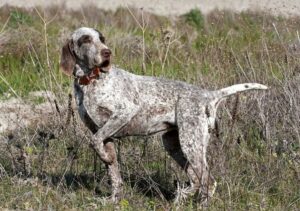 All about Spanish Pointer breed.