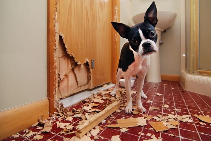 Dog separation anxiety cause, effect, prevention, and precaution.