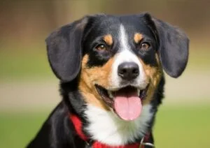 Entlebucher Mountain feeding methods and process.