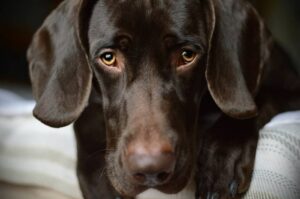 German Pointeraner breed information.