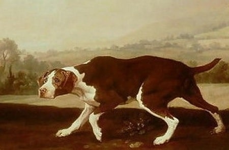 is the burgos pointer considered aggressive