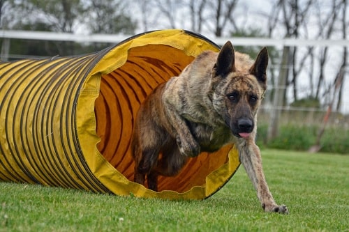 Dutch Shepherd agility training