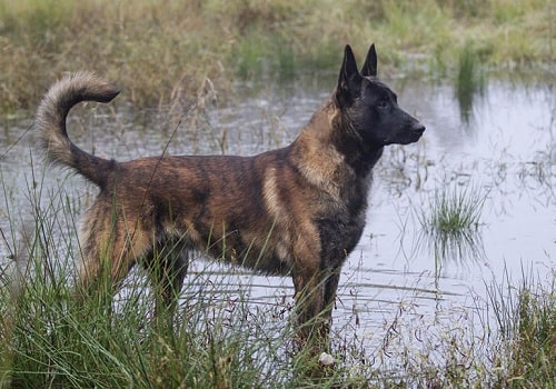 Dutch Shepherd standing by the river