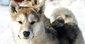 Greenland Dog breed information.