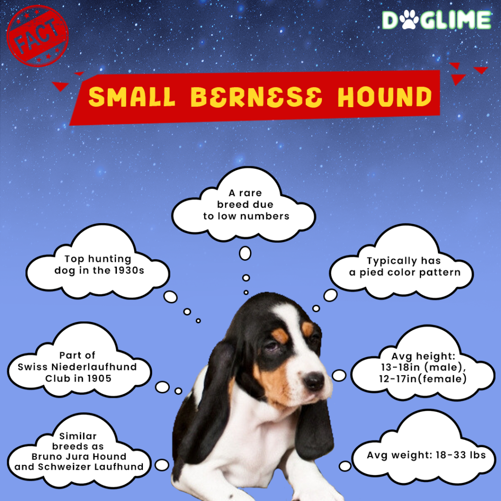 Small Bernese facts