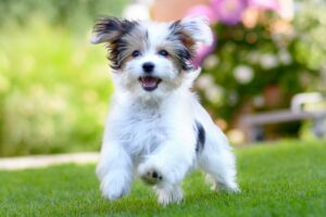 How Do I Know If My Puppy Is Healthy?