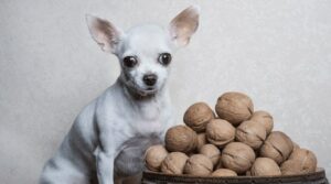 Which Nuts Are Bad For Dogs?