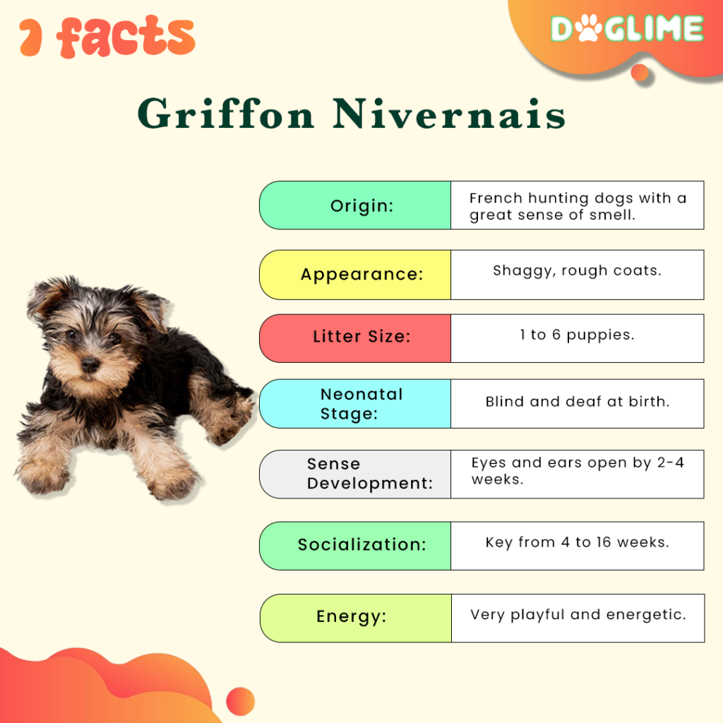 Griffon Nivernais puppies facts