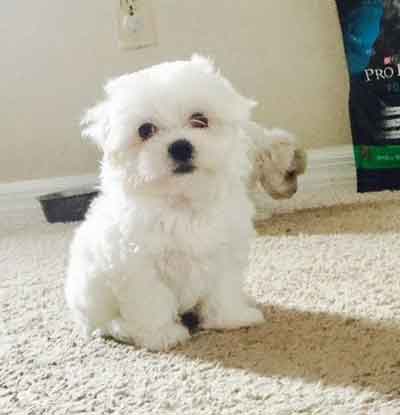 How much should i feed shop my 8 week old maltese puppy