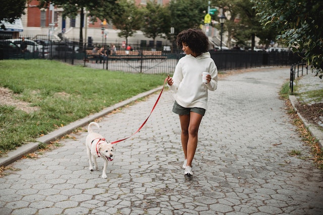 Dog Poop Problem in New York Sidewalks