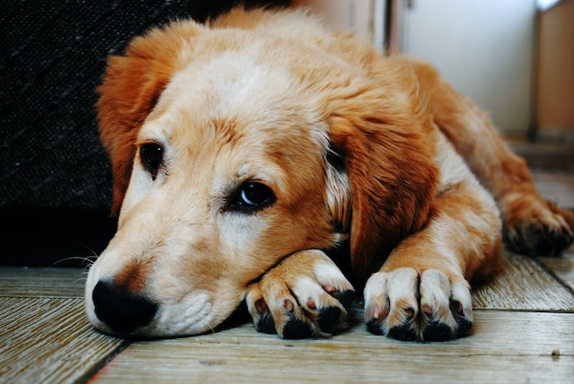 Do Dying Dogs Show Any Signals About Their Death? It’s True They Seem Sad