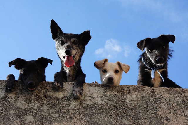 Can Dogs Detect Earthquakes? What Does Studies and Evidence Say?