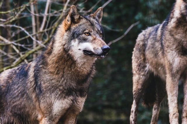 Are Dogs and Wolf Same? Which is More Dangerous?
