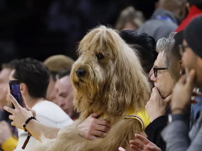 Kevin Bacon and Kyra Sedgwick's dog at lakers game
