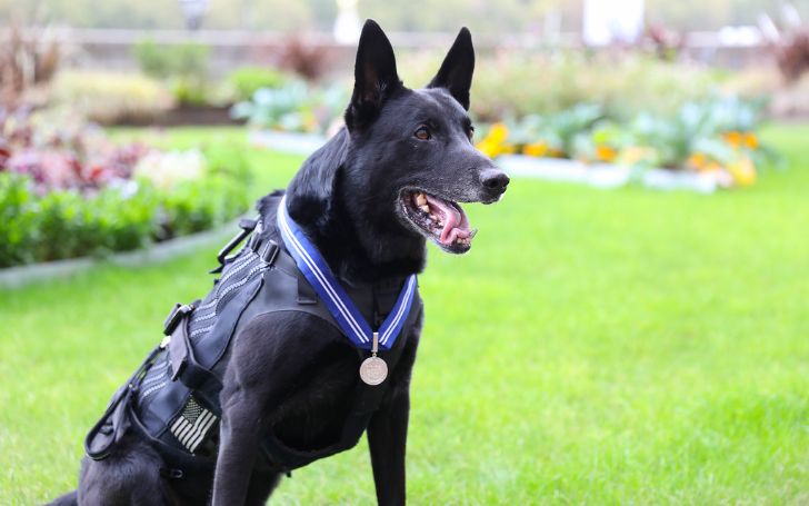 The Secret Lives of Service Dogs (1)