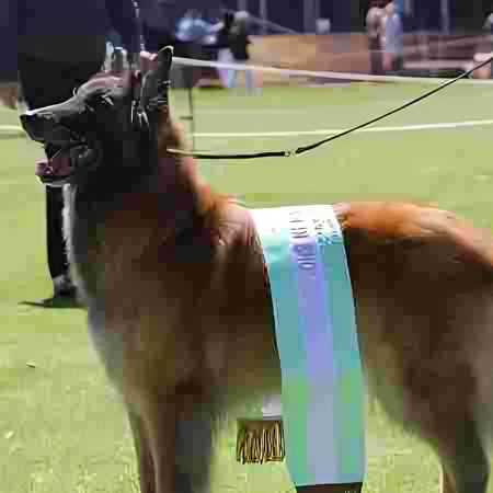 Luna the Agility Champion races through obstacles with grace and speed, a true testament to determination and skill.