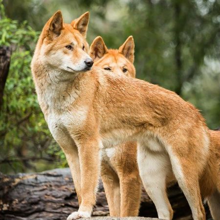 Kakadu Dingos roam wild and free, embodying the untamed spirit of Australia's wilderness.