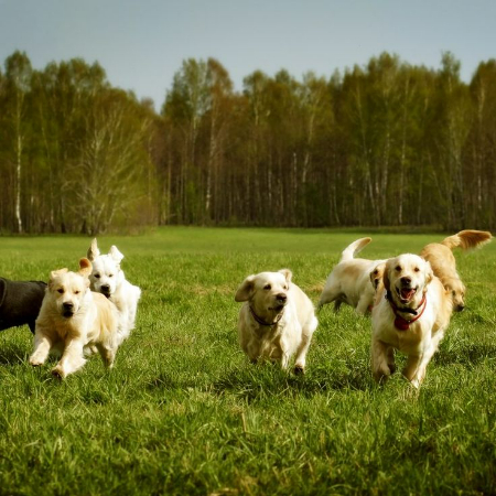 The gentle presence of a dog is nature's way of whispering that everything will be okay.