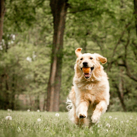 Dog photography showcases the distinct traits and quirks of different dog breeds and individual pets.