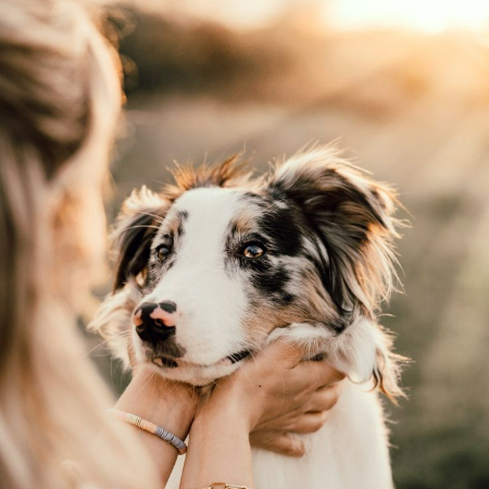 Dog photography freezes dynamic action shots of dogs running, playing, or interacting, illustrating their energy and enthusiasm.