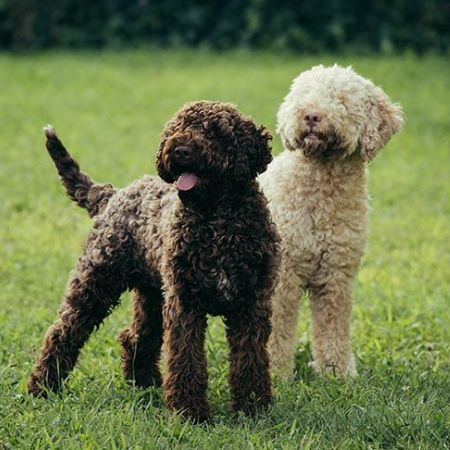 The Lagotto Romagnolo, Italy's adorable 'truffle dog'.