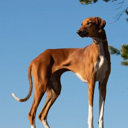 The Azawakh is a graceful and elegant sighthound from West Africa, renowned for its speed, endurance, and deep bond with its human companions.