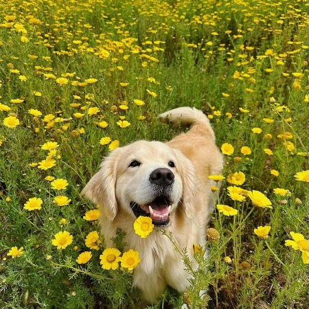 When anxiety takes hold, the touch of a dog can transform fear into comfort and chaos into calm.