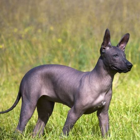 he Xoloitzcuintli, the Mexican Hairless Dog, is a unique and ancient breed, cherished for its distinctive look and rich cultural heritage.