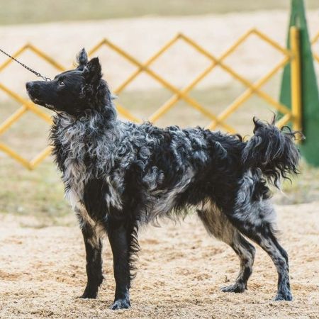 Mudi dogs are agile and intelligent herders from Hungary, known for their versatility, loyalty, and distinctive curly coats.