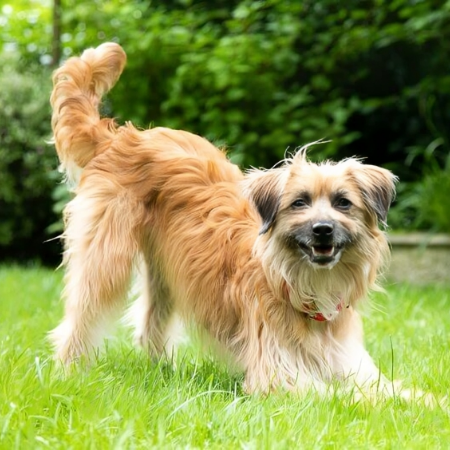 The science behind why dogs wag their tails