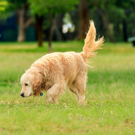 Tail wagging in dogs can signify different emotions, from friendliness and excitement to anxiety and alertness, depending on the tail's position and speed.