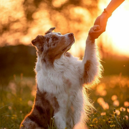 Dog Photography captures the deep bond between dogs and their owners, highlighting moments of joy and affection.