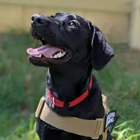 Rosie the Service Dog dedicates every day to making a world of difference, one loving paw at a time.