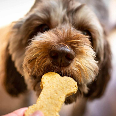 Dogs love Peanut Butter and Banana Biscuits because the combination of savory peanut butter and sweet banana creates a tasty, irresistible treat that's packed with flavors they crave.