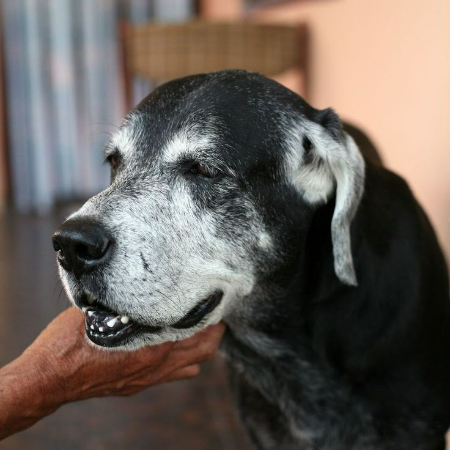 a dog's aging process differs depending on its size and breed