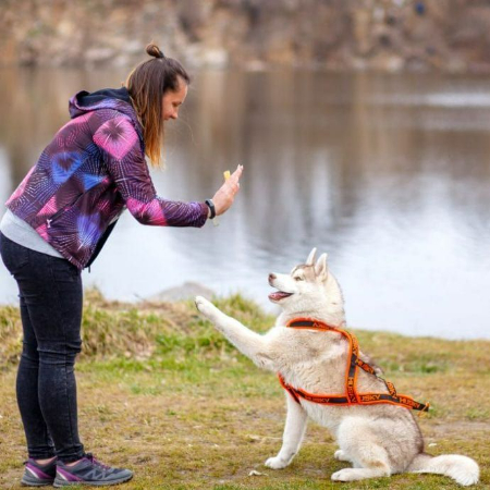 Dog owners and their pets can benefit greatly from positive, science-based dog training methods.