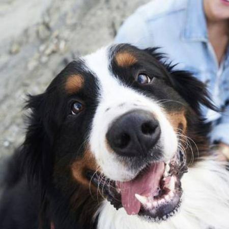 Imagine ending a demanding, long day with a trip home. Your dog is so happy to see you when you walk through the door; it wags its tail as if you're the greatest thing that's happened all day. Stress and anxiety can vanish with that one small gesture of love. 