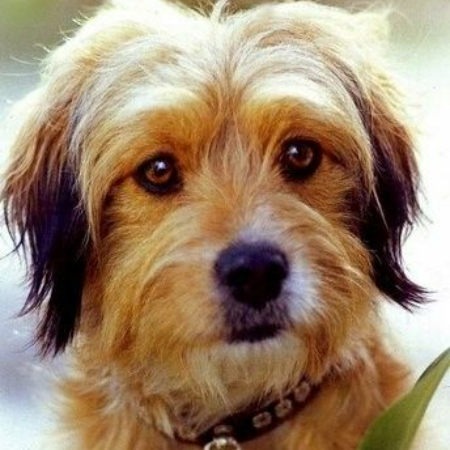 The tale of Benji, a mixed-breed dog once homeless and only had his intelligence and stomach to go with him. 