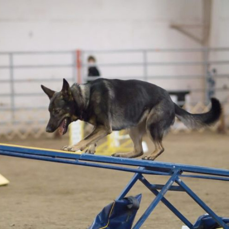 Your dog will benefit much from agility training, which stimulates both his or her mind and body. 